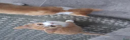 Mixed Breed cats for sale: Rare female Ginger Tabbies 😻 - Advert 25