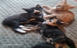 Mixed Breed cats for sale: Male kitten - Image 3