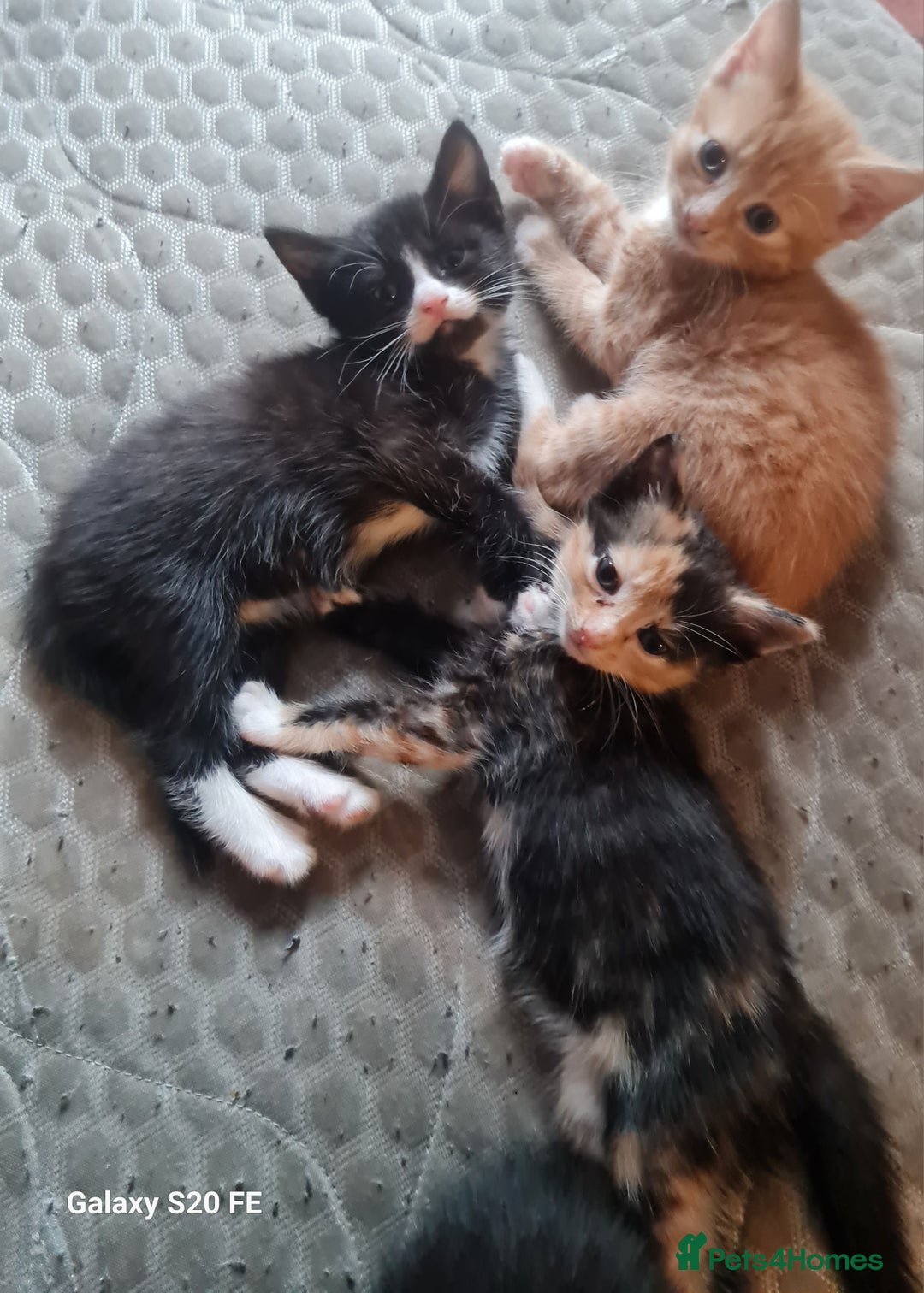 Mixed Breed cats for sale: Male kitten - Image 3