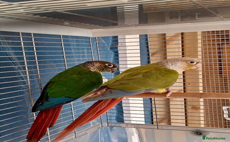 Conures birds - Advert 7