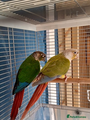 Conures birds - Advert 2