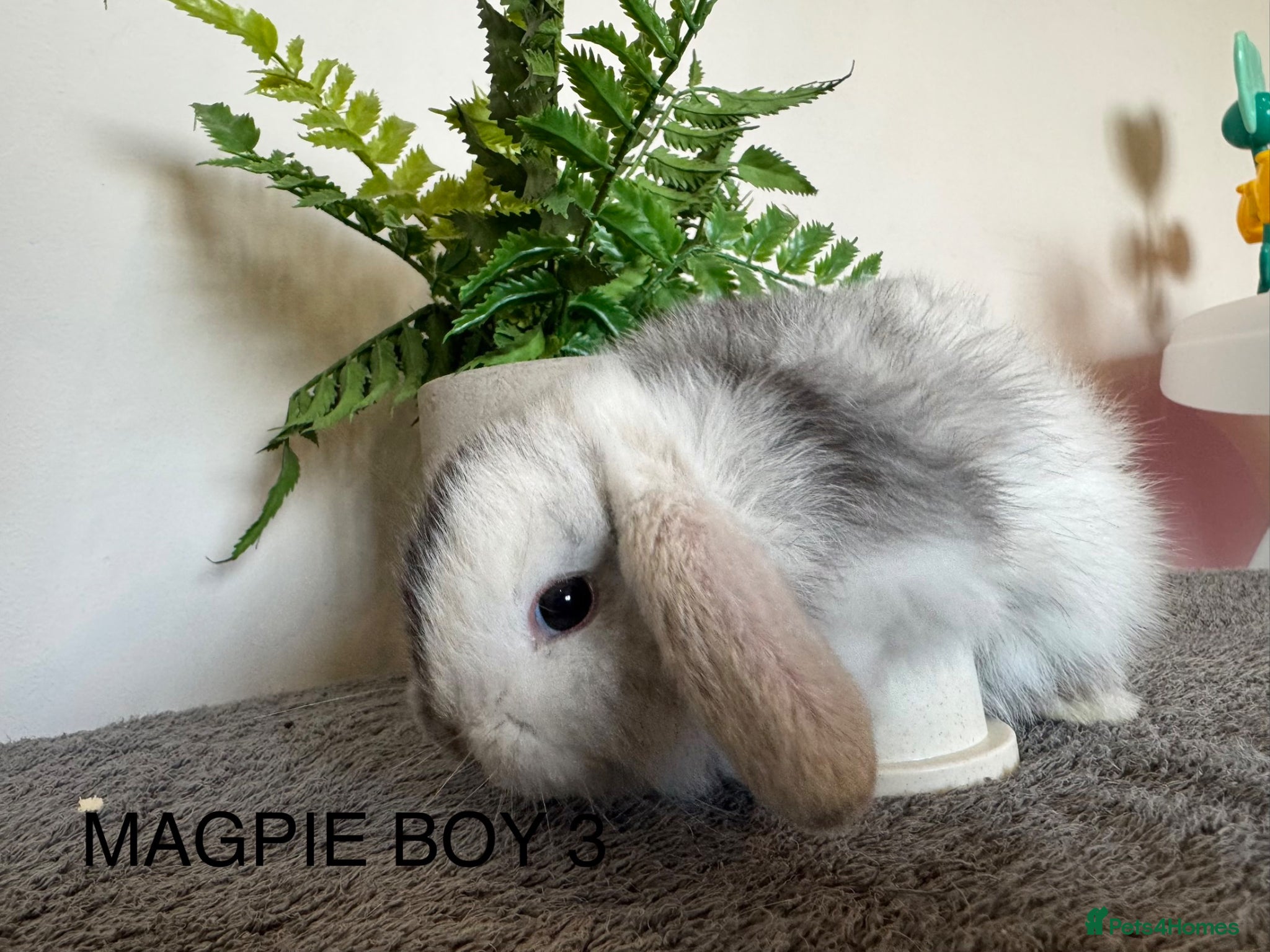 Mini Lop rabbits ☀️MAGPIE MINI LOPS☀️ - Advert 2
