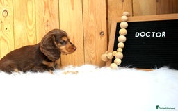 Miniature Dachshund dogs for sale: KC Health tested Licensed breeder 12 years exp - Image 25