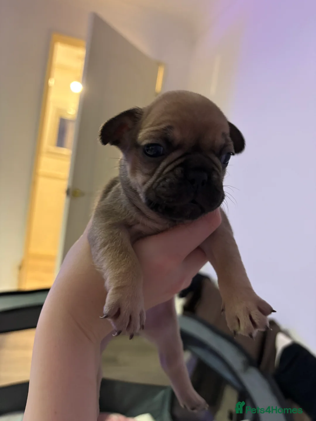 French Bulldog dogs for sale: French Bulldog Puppies - Advert 18