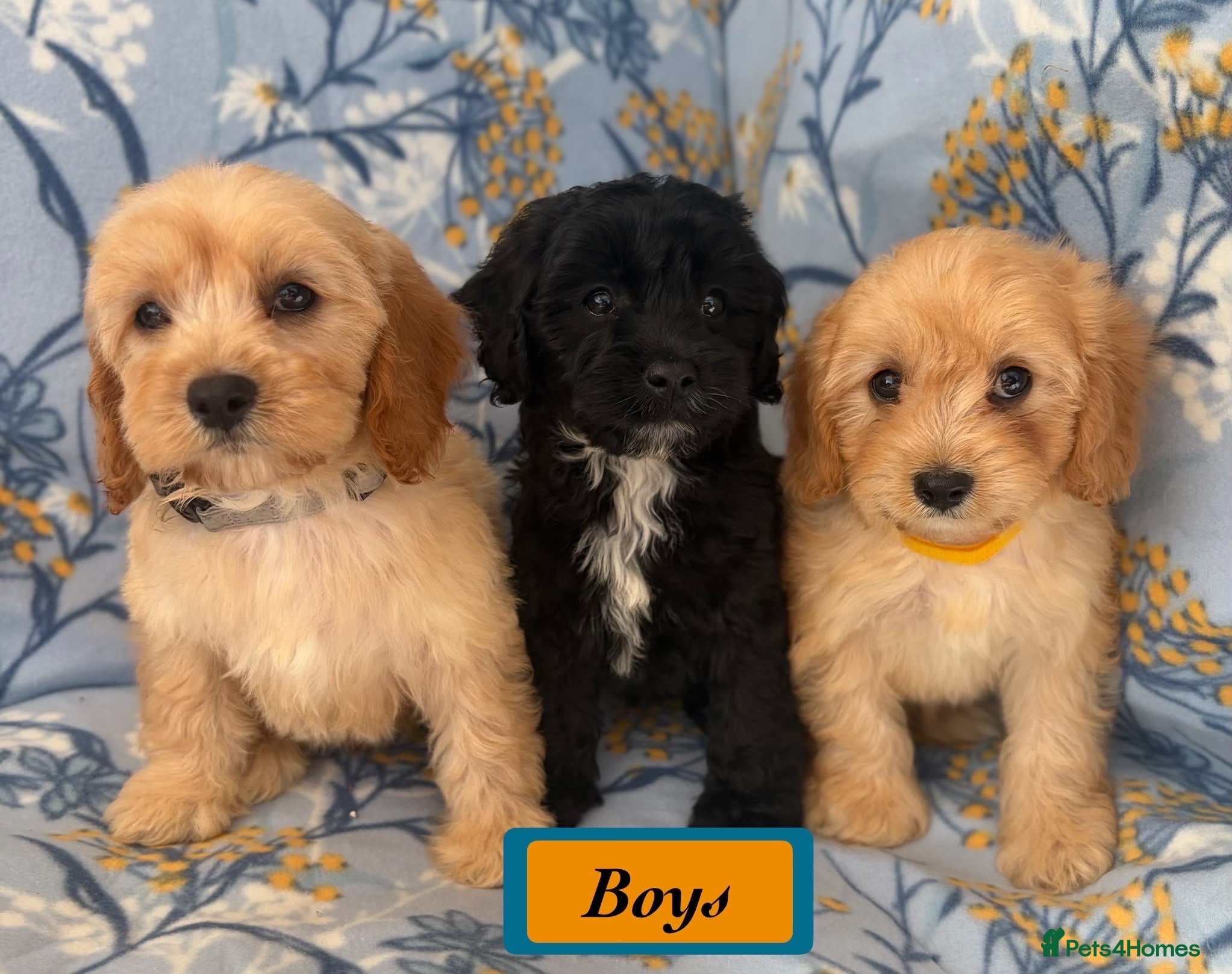 Cavapoo dogs F1 Cavapoo puppies !!! - Advert 1