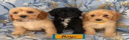 Cavapoo dogs for sale: F1 Cavapoo puppies !!! - Advert 1
