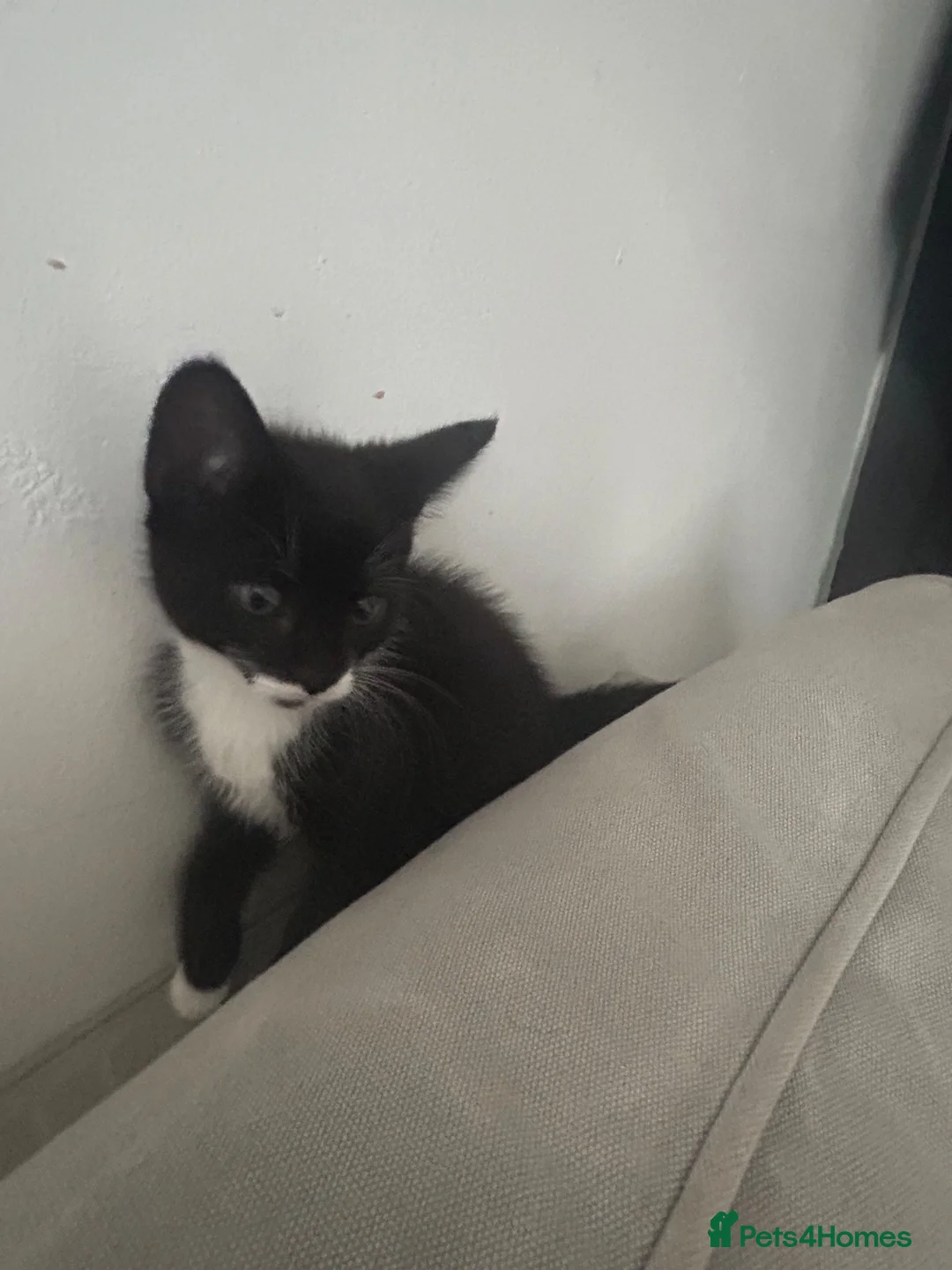 Domestic Shorthair cats for sale: Adorable male and female kitten looking for a home in London - Advert 2