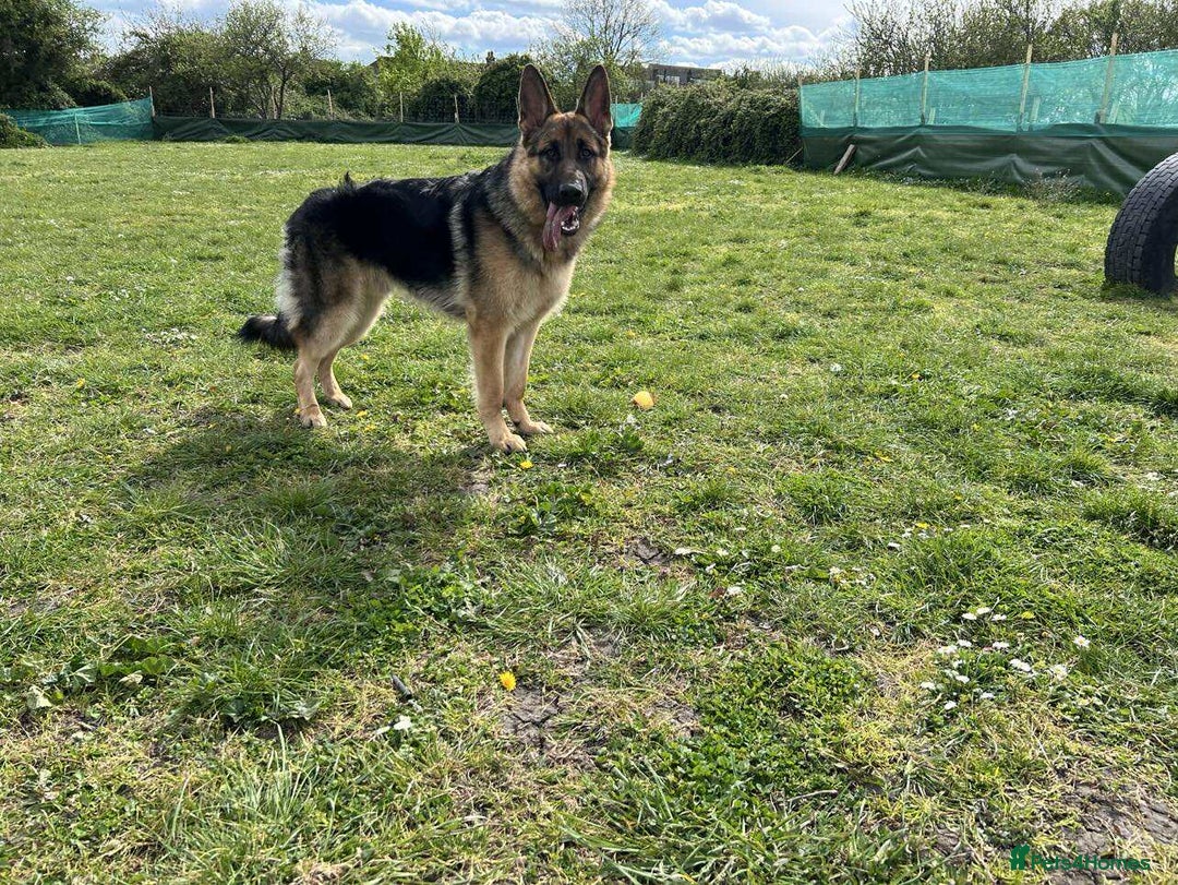 German Shepherd dogs for stud: Health tested German shepherd stud - Advert 2