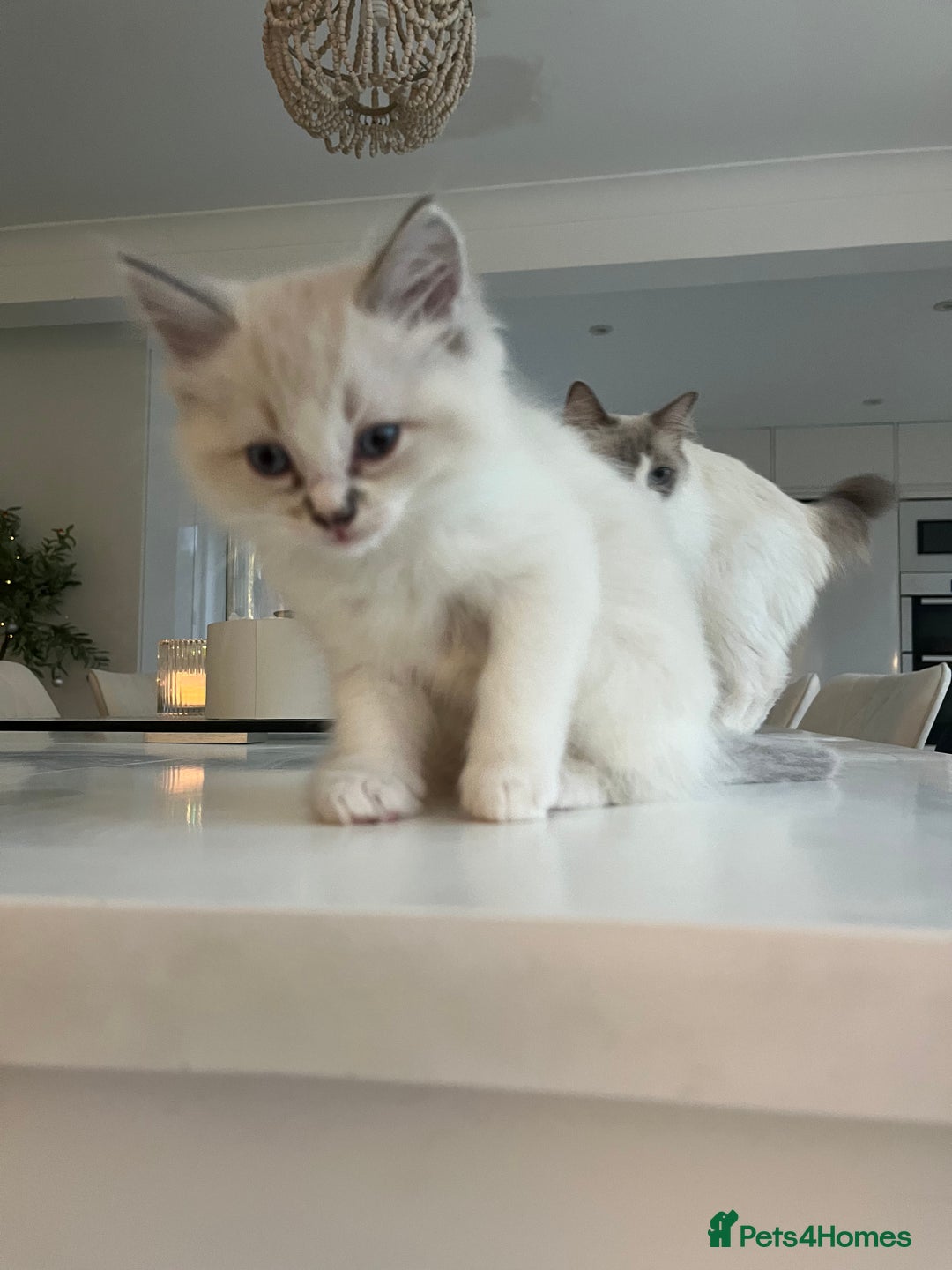 Ragdoll cats for sale: Ragdoll Kittens Available January 2026 - Advert 11