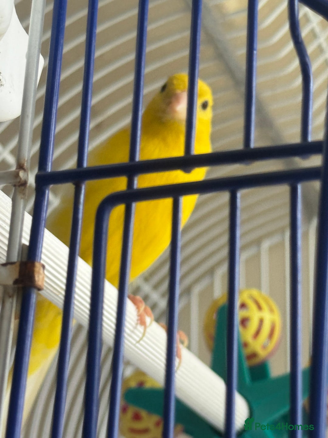 Canaries birds for sale: Yellow canary male and female  - Image 2