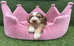 Cockapoo dogs for sale: ⭐️ Stunning Rare Coloured F1 Miniature Cockpoos ⭐️ - Image 15