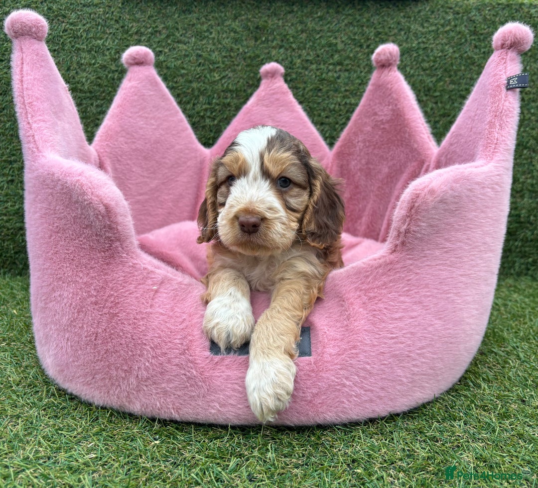 Cockapoo dogs for sale: ⭐️ Stunning Rare Coloured F1 Miniature Cockpoos ⭐️ - Image 15