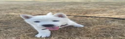 Japanese Akita Inu dogs for sale: Our beautiful Japanese Akita  - Advert 3