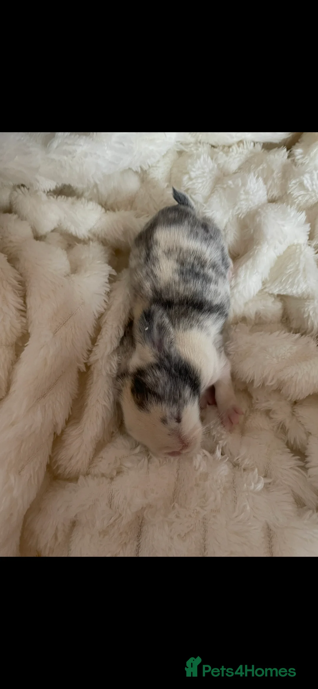 Mini Lop rabbits for sale: Mini Lop kits - Advert 7