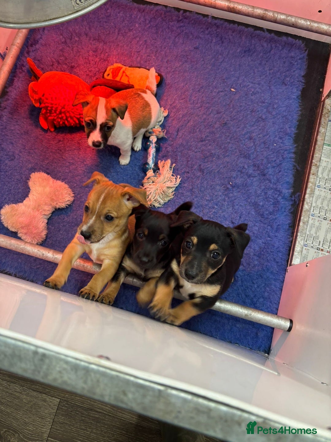 Jack Russell dogs for sale: *last one* Miniature Jack Russell’s  - Advert 8