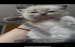 Ragdoll cats for sale: 5 Purebred kittens for SALE - Image 4