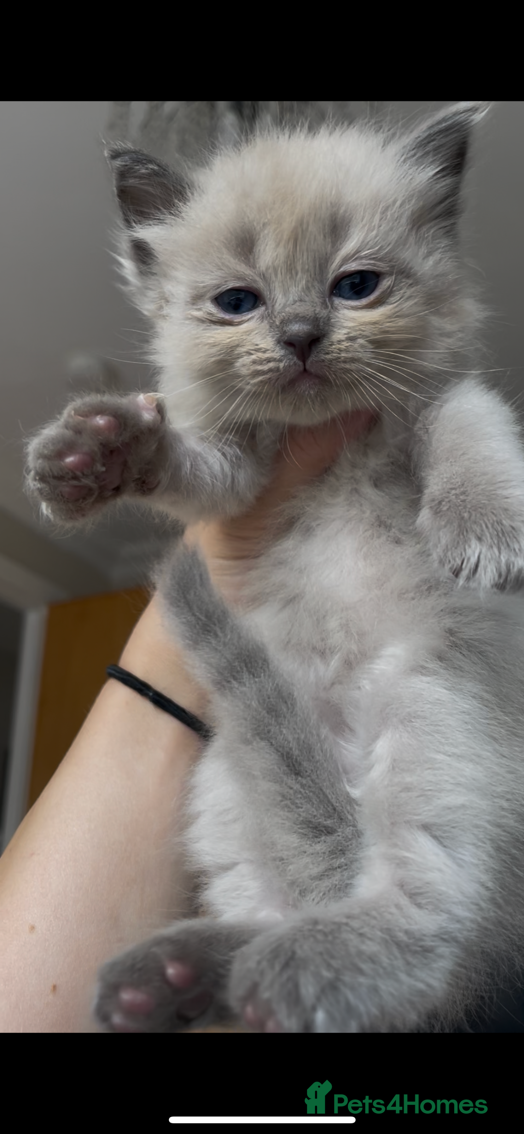 Ragdoll cats for sale: 5 Purebred kittens for SALE - Image 4