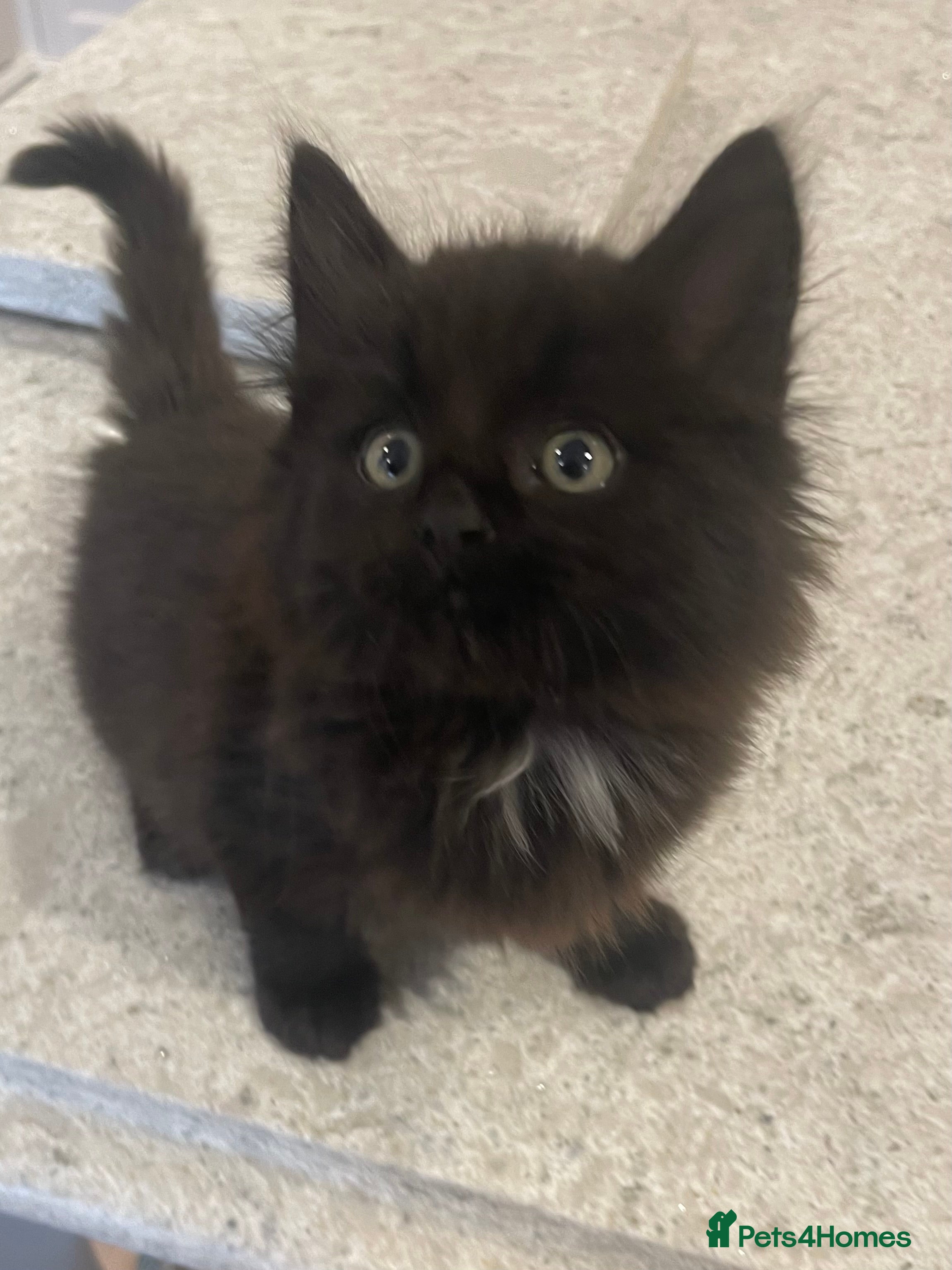 Mixed Breed cats for sale: Beautiful mixed breed litter of fluffy kittens  - Advert 2