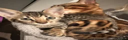 Savannah cats for sale: Savannah X Bengal sepia kittens  - Advert 10