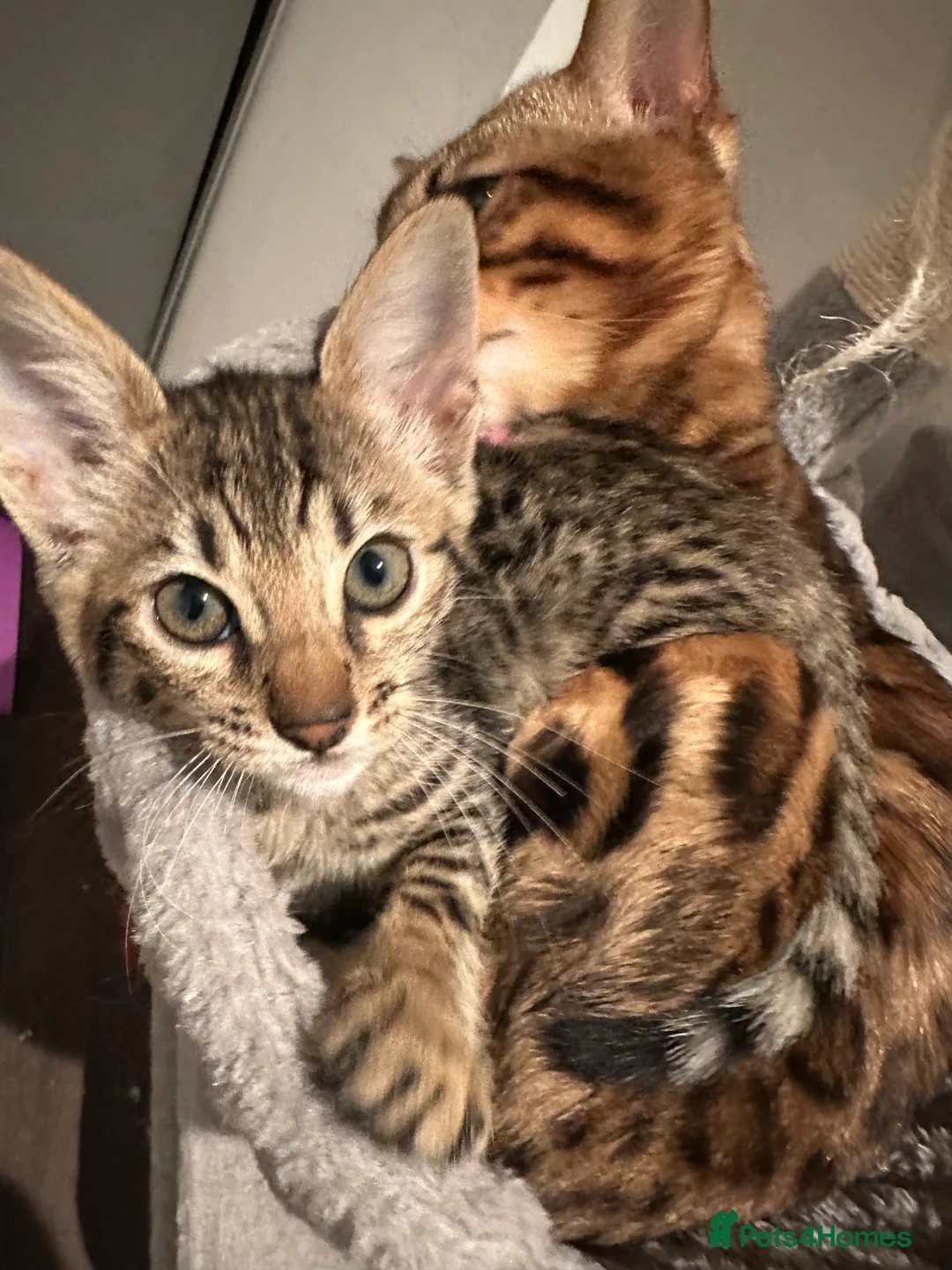 Savannah cats for sale: Savannah X Bengal sepia kittens  - Advert 10