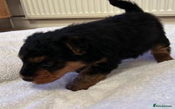 Welsh Terrier dogs for sale: Stunning Health Tested KC Reg Welshie Puppies - Advert 32