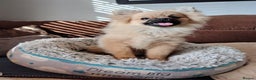 Pomeranian dogs for sale: Pom puppys with Kc reg , pedigree for sale - Advert 7