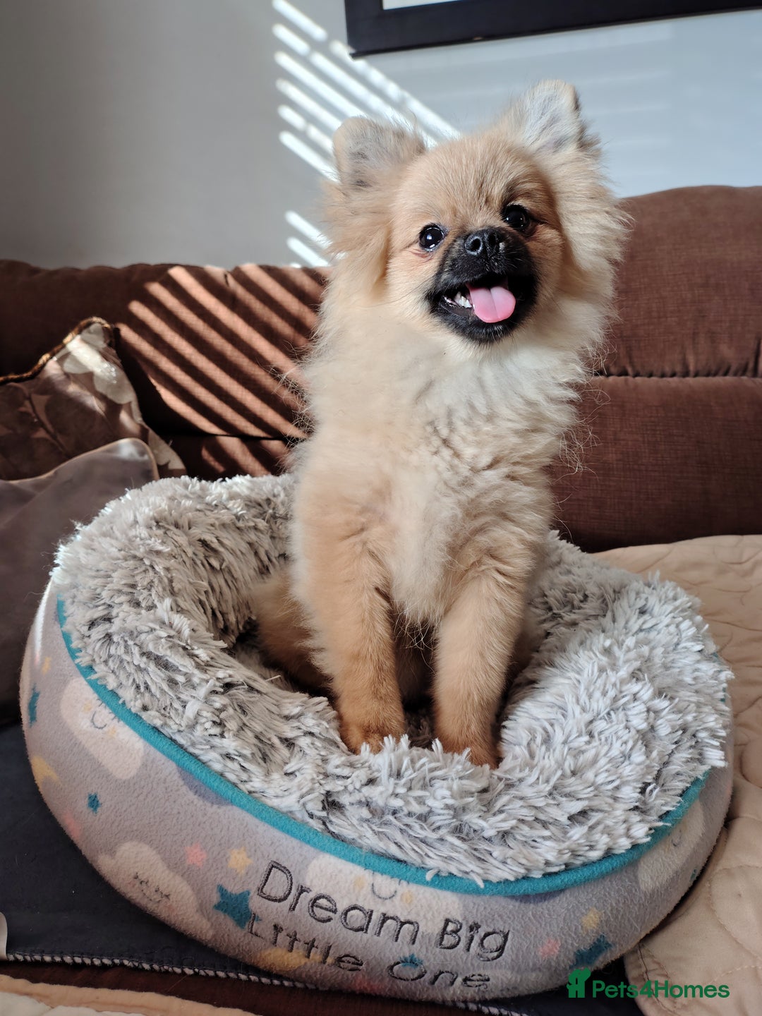 Pomeranian dogs for sale: Pom puppys with Kc reg , pedigree for sale - Image 7