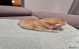 British Shorthair cats for sale: GCCF High Quality Chubby BritishShorthair Kittens. - Image 9