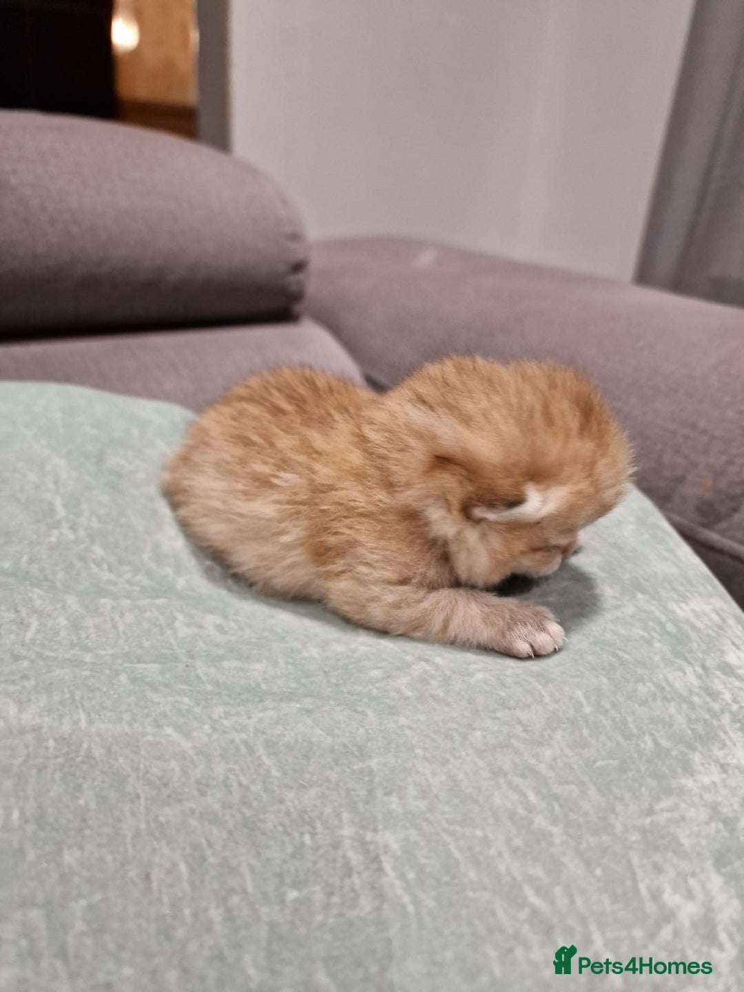 British Shorthair cats for sale: GCCF High Quality Chubby BritishShorthair Kittens. - Image 9