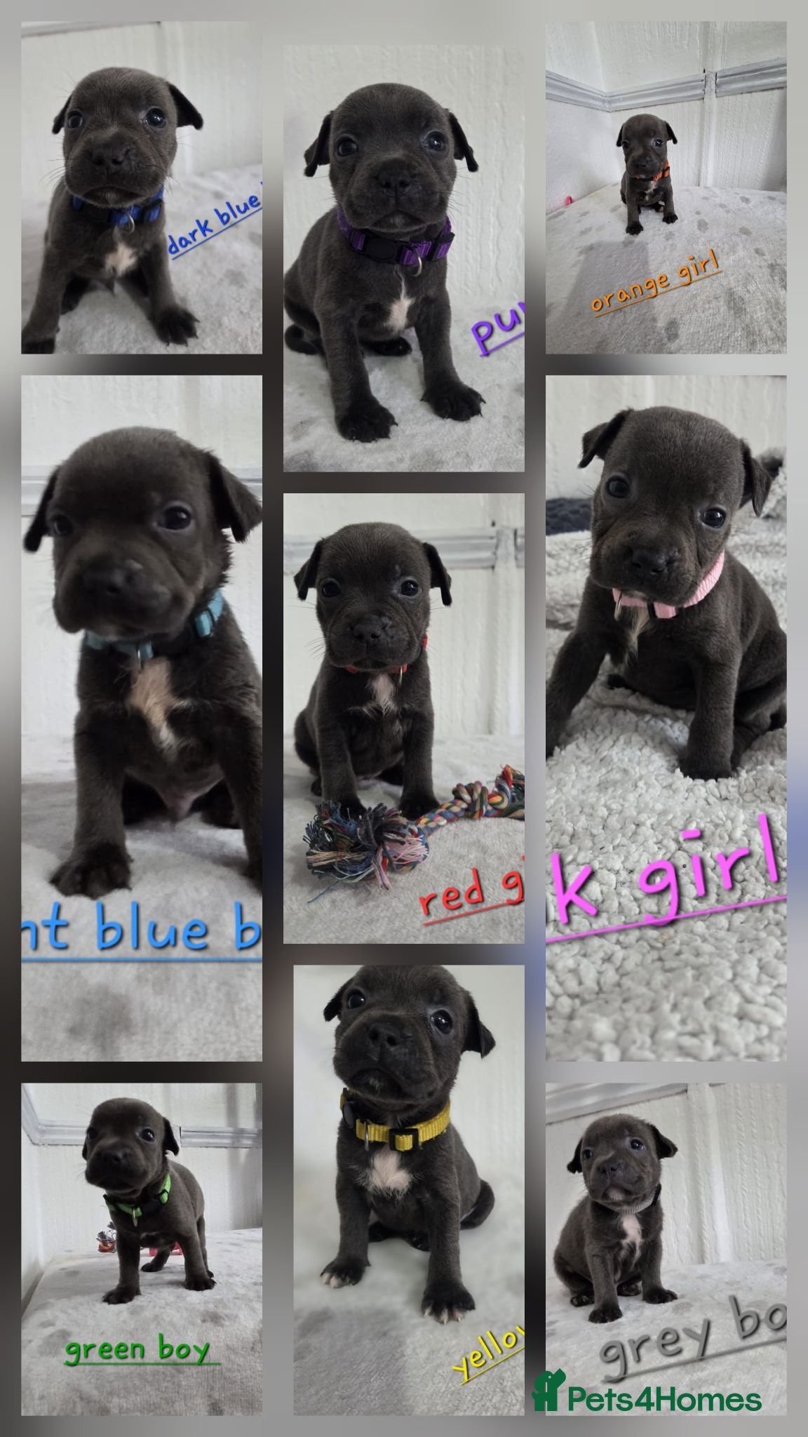 Staffordshire Bull Terrier dogs Beautiful Blue Staffies ❤️🙌 - Advert 1