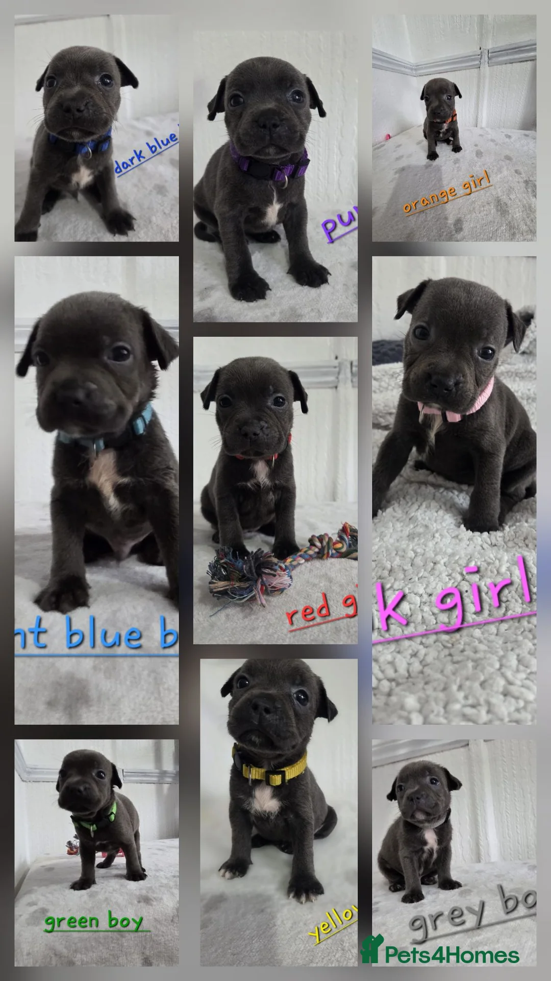 Staffordshire Bull Terrier dogs for sale: Beautiful Blue Staffies ❤️🙌 - Advert 1