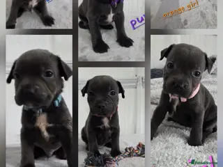 Staffordshire Bull Terrier dogs Beautiful Blue Staffies ❤️🙌 - Advert 1