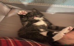 Mixed Breed cats for sale: Ragdoll x Bengal x Mau Kitten - Image 6