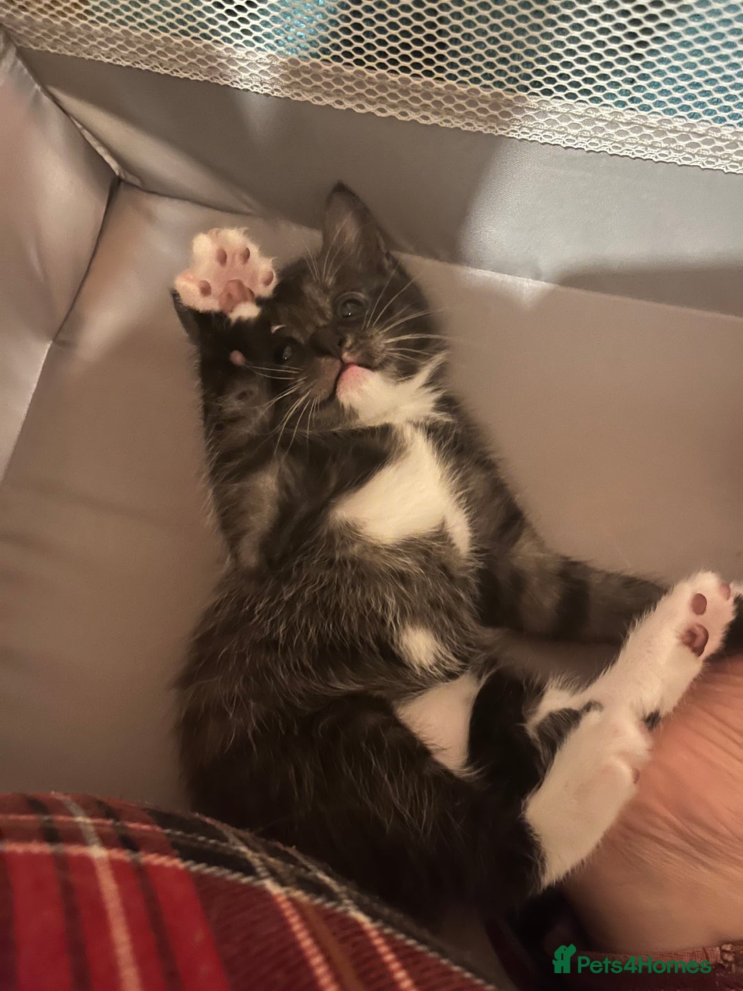 Mixed Breed cats for sale: Ragdoll x Bengal x Mau Kitten - Image 6