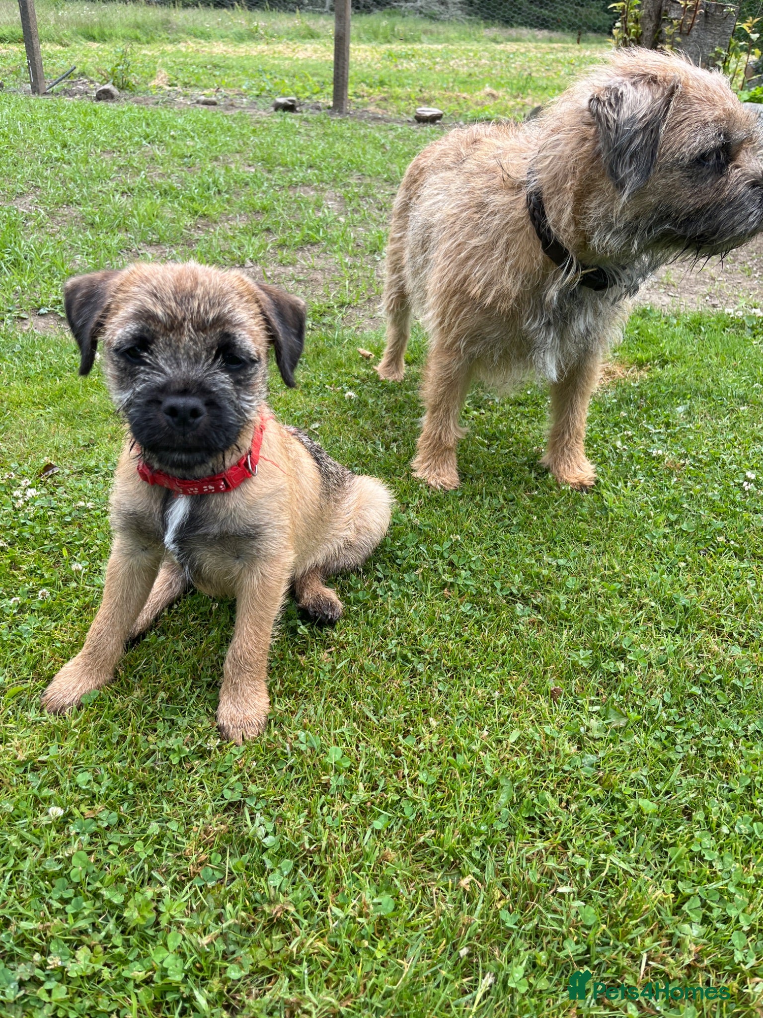 Border Terrier dogs Border terrier pups - Advert 16