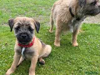 Border Terrier dogs Border terrier pups - Advert 1