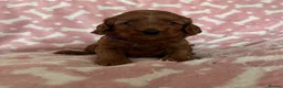 Cockapoo dogs for sale: 🐶Beautiful Cockapoo Puppies❤️ - Advert 11
