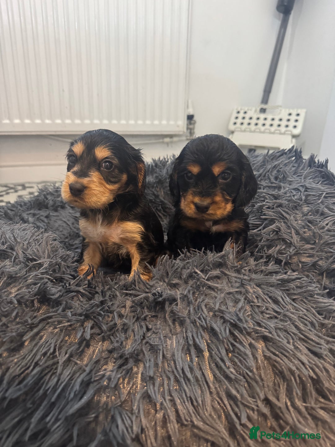 Cocker Spaniel dogs for sale: ⭐ STUNNING SHOW COCKER PUPPIES ⭐  - Image 5