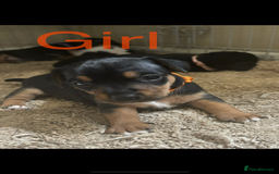 Jack Russell dogs for sale: Miniature jack Russell puppies  in Ashford - Image 5