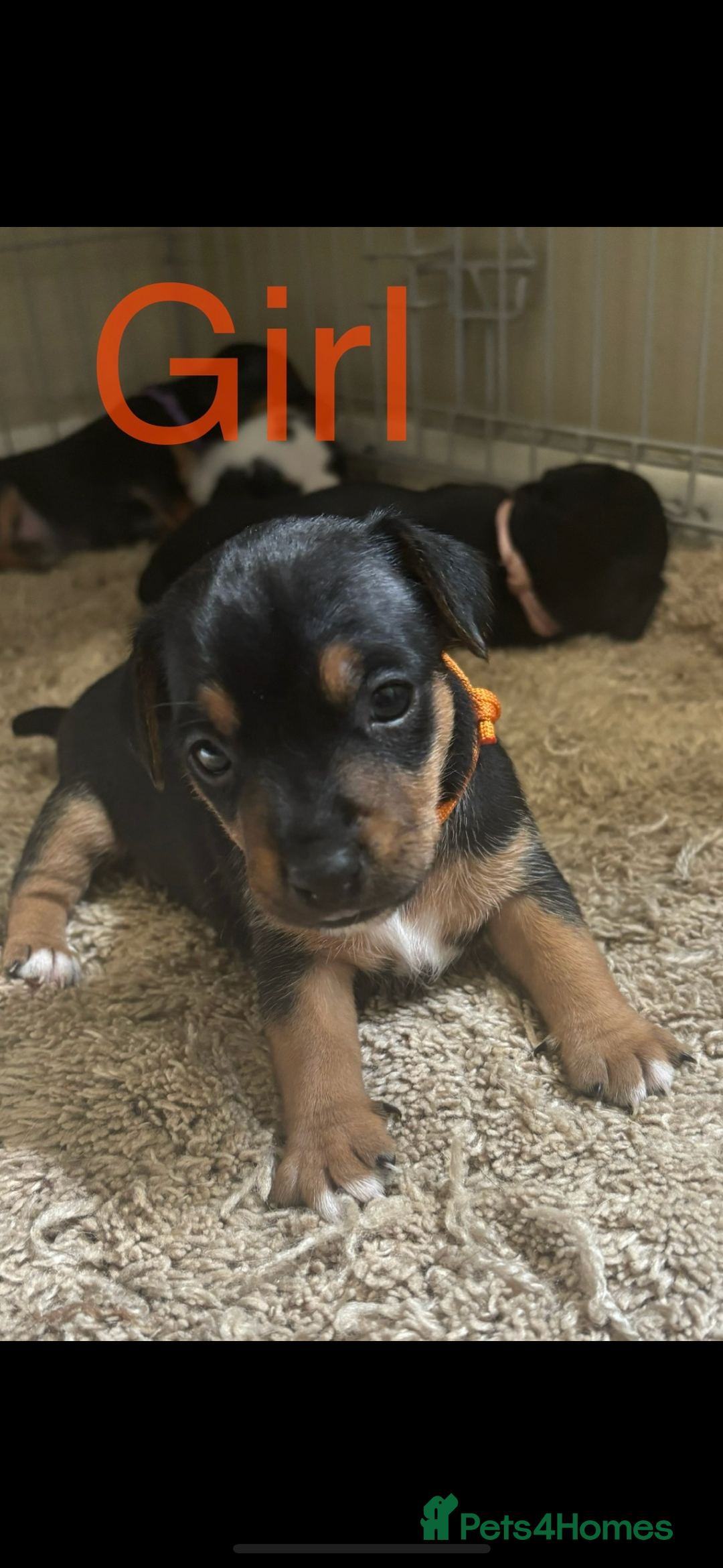 Jack Russell dogs for sale: Miniature jack Russell puppies  in Ashford - Image 5
