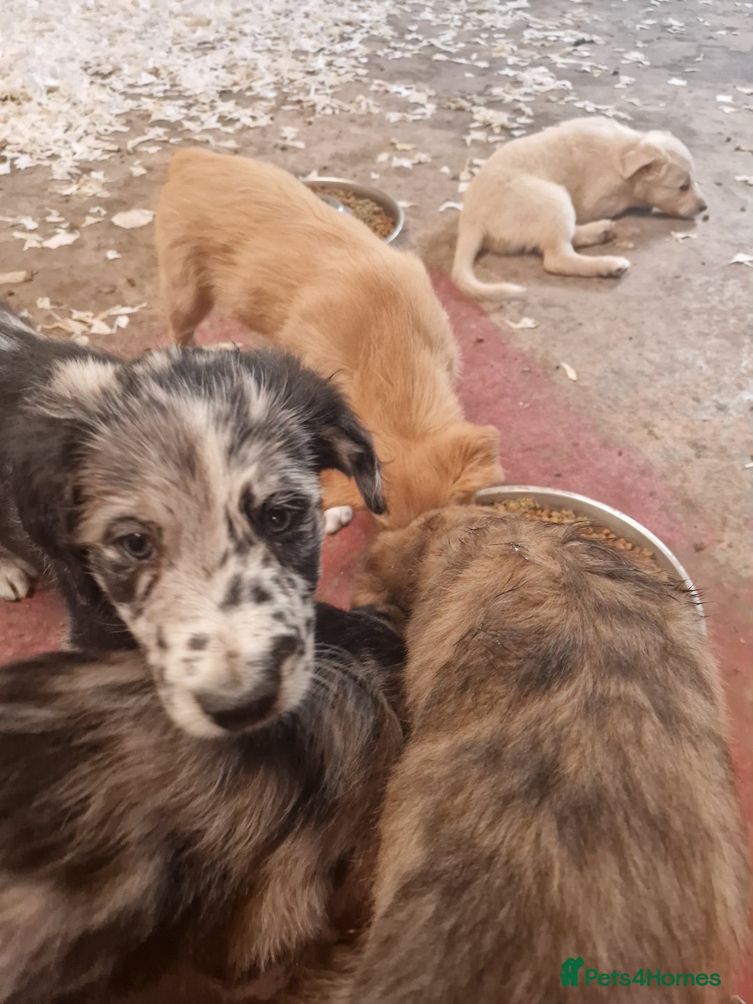Mixed Breed dogs for sale: Stunning rough coated lurchers - Image 7