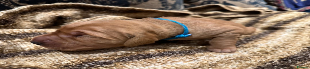 Golden Retriever Puppy 3