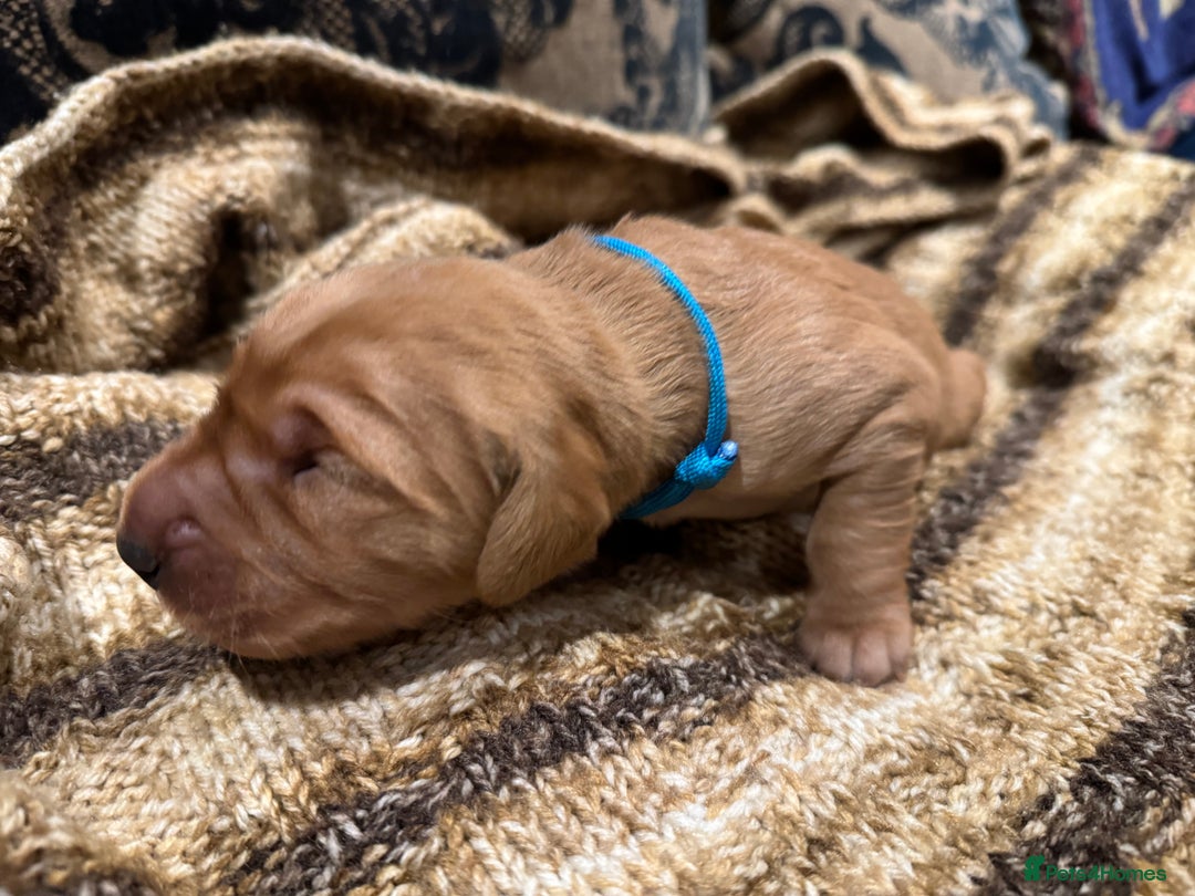 Golden Retriever dogs for sale: Working Golden Retriever puppies - Advert 5