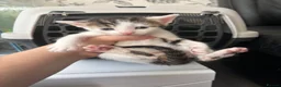 Mixed Breed cats for sale: 7 beautiful sweet friendly kittens  - Advert 11