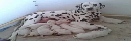 Dalmatian dogs for sale: Exceptional Dalmatian Puppies.  - Advert 24