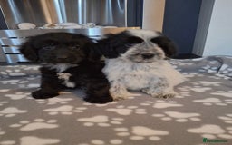 Cockapoo dogs for sale: Health tested show type cockapoo puppies! - Image 25