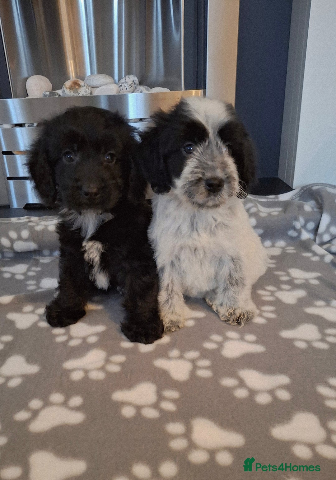 Cockapoo dogs for sale: Health tested show type cockapoo puppies! - Image 25
