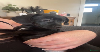 Chiweenie dogs - Advert 3