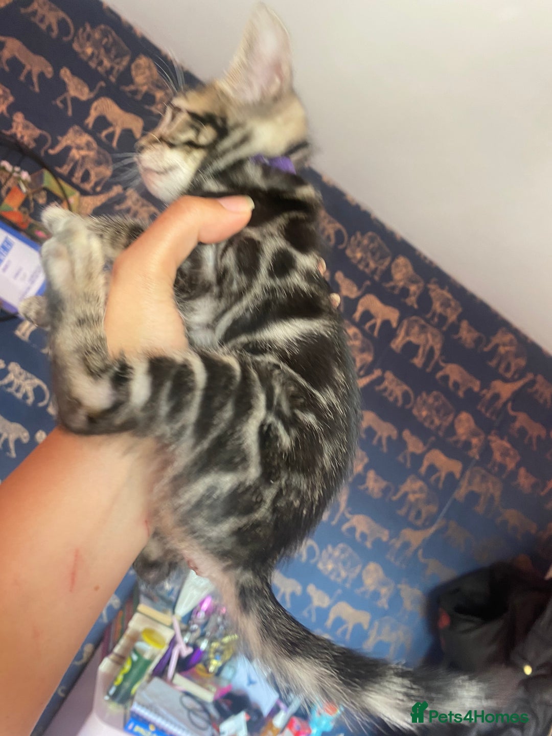 Bengal cats for sale: Silver and Brown Pedigree Bengal Kittens For Sale  - Image 18