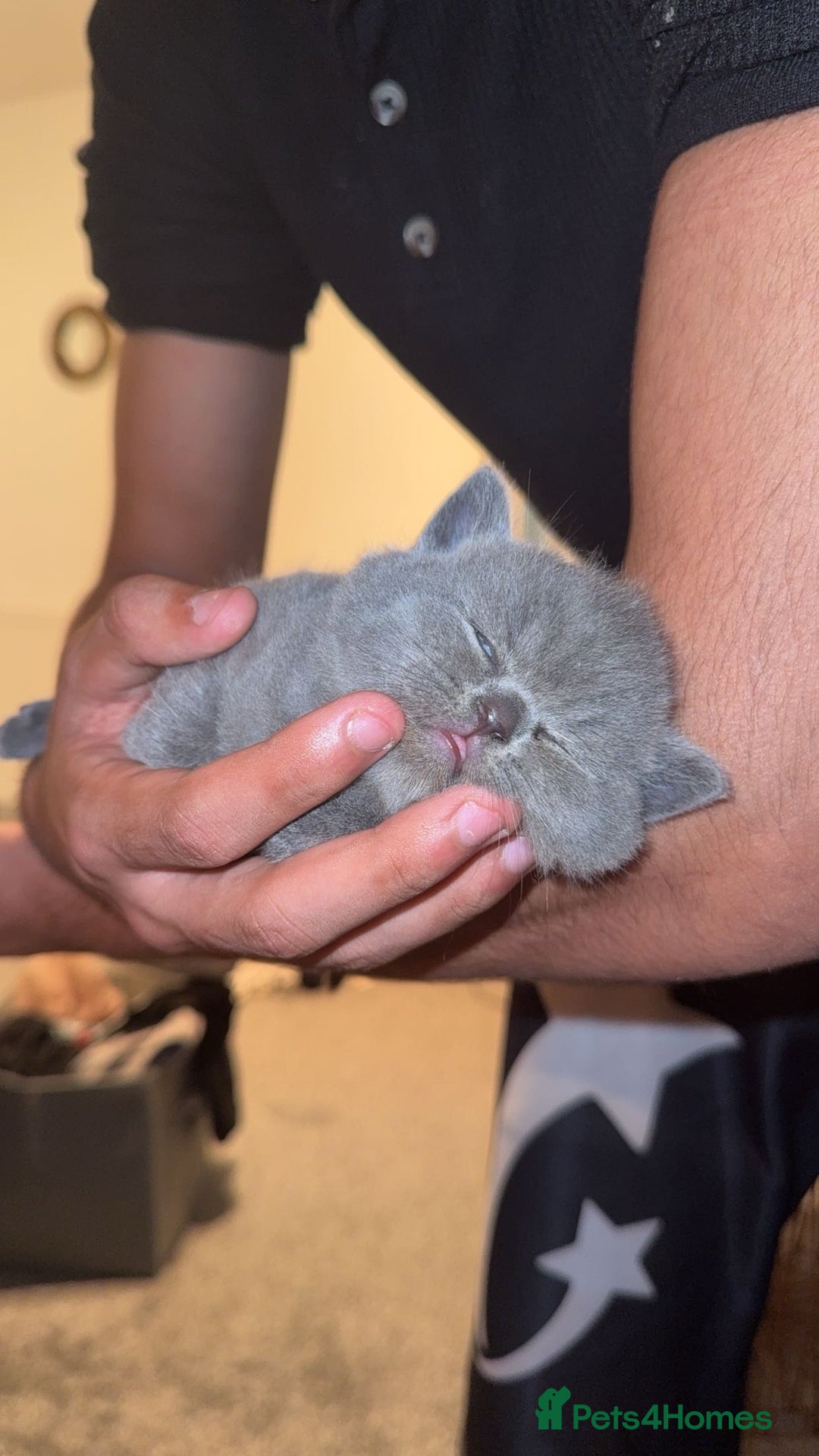 British Shorthair cats for sale: Beautiful Grey British Shorthair Kittens - Image 10